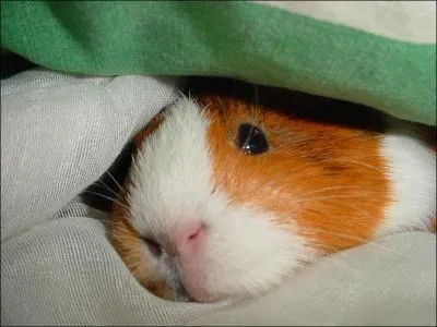 Combien existe-t-il d'espces de cochon d'Inde ?