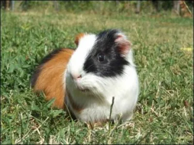 Combien de temps peuvent-ils vivre ?