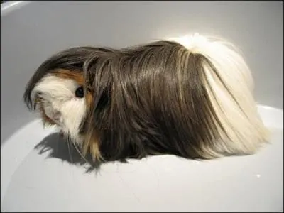 Le cochon d'Inde est :