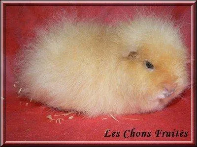 Les poils sont mi-longs, friss et dresss, sur une longueur de 6 cm environ. On appelle a :