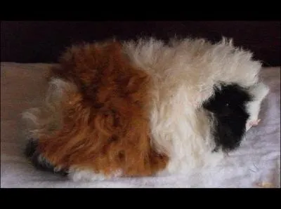 Cette espce a les poils onduls et doit son nom  l'le de Texel aux Pays-Bas o il a d apparatre. Ce cochon d'Inde est (facile) :