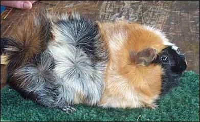 Ce cochon d'Inde possde des rosettes ( touffes de poils durs sur le corps), cela s'appelle :