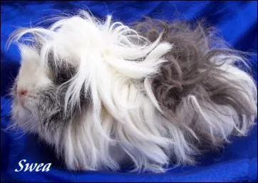 C'est un cochon d'Inde pruvien aux poils friss. Comme le Pruvien, il a les poils qui partent vers l'avant, et il possde deux rosettes au bas du dos. On appelle a :