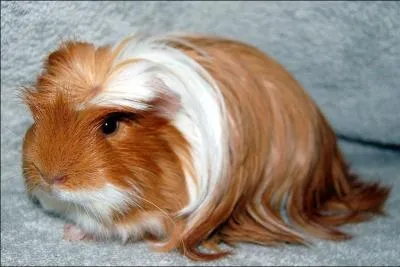 Cette espce de cochon est un Shelty qui possde une 'couronne' sur le dessus de la tte et il a les poils longs. Comment appelle-t-on ce cochon d'Inde ?