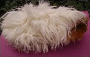 Cette race sudoise, a le poil long, rche et fris comme la laine du mouton. Celle-l est :