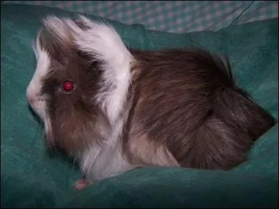 Le poil long et lisse dirig vers l'avant, avec deux rosettes sur les fesses, c'est l'une des races de cochon d'Inde la plus courante. C'est :