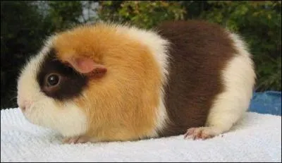 Cette espce a les poils courts, dresss et durs au toucher. Les poils souples sont un dfaut et la longueur de ceux-ci ne doit pas excder 18 mm. Ceci est :