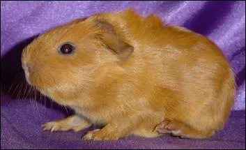 Cette espce a hrit du nom d'un chien qui, comme lui, avait l'chine inverse. Et l'on appelle :