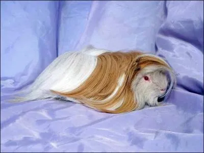 Cette espce possde de longs poils qui partent vers l'arrire. C'est :