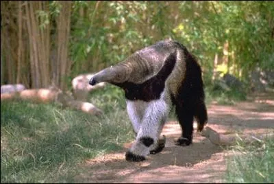 Cet trange animal se nourrit surtout de ...