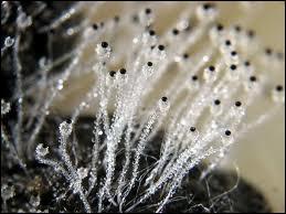 Le champignon Pilobolus Crystallinus se dveloppe sur les excrments d'animaux. Pour dissminer ses spores ( en noir ) dans l'herbe, et donc se reproduire, il adopte une technique tonnante :