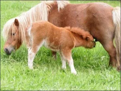 Le poulain tte jusqu' combien de fois par jour ?