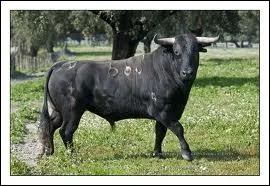 Quel est ce taureau ?
