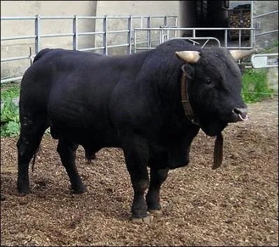 Quelle est la race de ce taureau ?