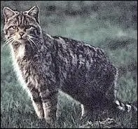 Qui va lui dire que des petits du clan du Tonnerre ont t au clan de la Rivire ?