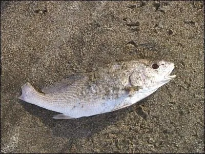 De quel roman d'Agatha s'agit-il ?