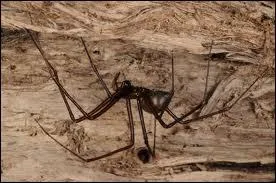 Quelles sont les araignes les plus venimeuses (0, 006 mg tue une souris) ?