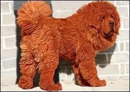 Quel est le prix du chien le plus cher ?