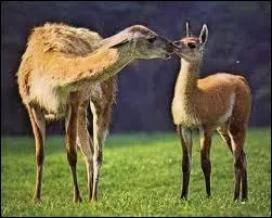 Il vit sur les hauteurs, traqu par ...