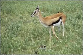 Elle court trs vite, mais lui c'est Usain Bolt ...