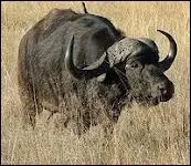 Pas facile et dangereux, mais lorsque a marche, il se rgale ...