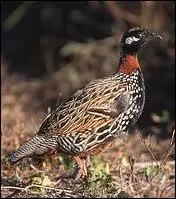 Il est capable, d'un bond prodigieux, de l'attraper au vol !