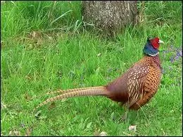 Trs discret, on le voit trs peu, son cousin peut tre haret !