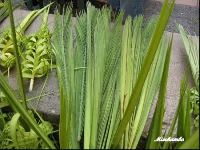 Quel épisode de la vie de Jésus-Christ rappelle la fête des RAMEAUX ?