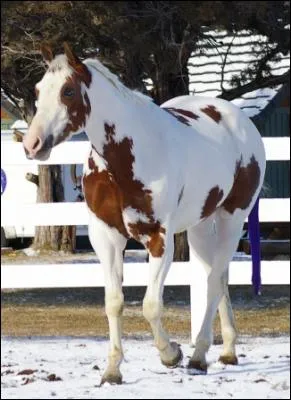 Quelle est la couleur de ce cheval ?