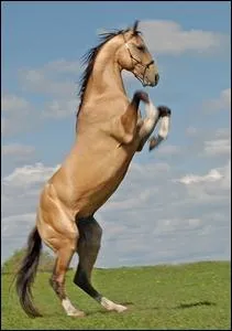 Quelle est la couleur de ce cheval ?