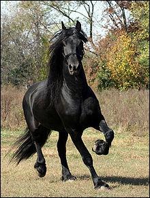 Quelle est la couleur de ce cheval ?