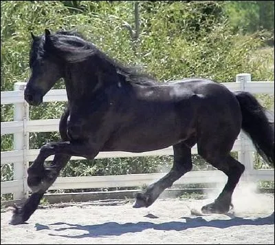 Quelle est la couleur de ce cheval ?