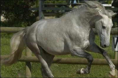 Quelle est la couleur de ce cheval ?
