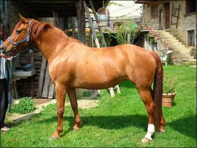 Quelle est la couleur de ce cheval ?