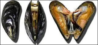 Son habitat prfr est le kelp, elle adore ce coquillage !