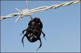 Empale ses victimes !