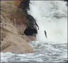 Cette chute peut leur tre fatale, il les attend de griffe ferme !