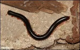 Il gratte dans la savane pour le trouver !