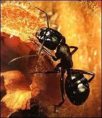 Prosper, y-hop l boum, c'est le roi de l'entonnoir !