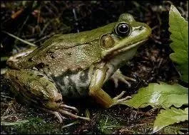 Nourriture apprcie d'un tentateur  la pomme !