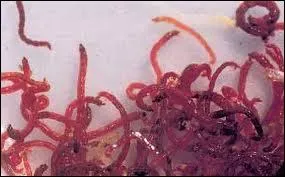 Ce chironome est ador du ...