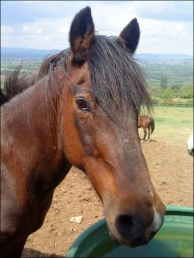 Quelle est la robe de ce cheval ?