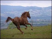 Que fait ce cheval ?