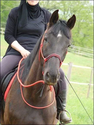 Quand votre monture a les oreilles droites cela veut dire :