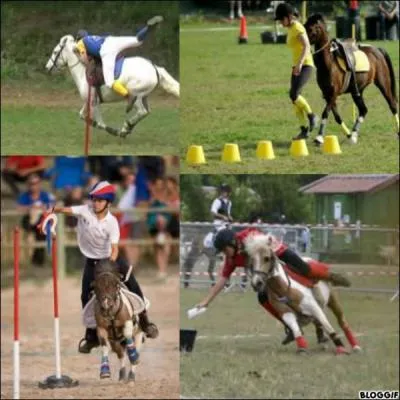 Quelle discipline pratiquent ces chevaux ?