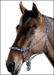 Comment appelle-t-on ce licol ?