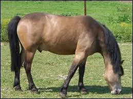 Quelle est la robe qui est à la fois marron, blanche et noire ?
