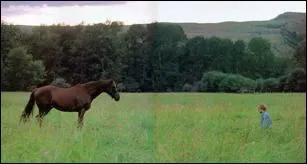 Comment s'appelle le cheval alezan qui a eu un accident dans 'L'homme qui murmurait à l'oreille des chevaux' ?