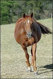 Combien de temps dure la gestation ?