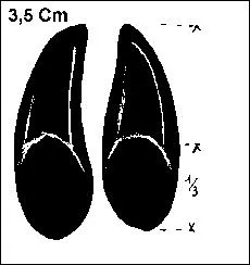 Gibier, pas de potence, mais anoure (sans queue) :